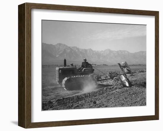 Benji Iguchi driving a tractor, Manzanar Relocation Center, California, 1943-Ansel Adams-Framed Photographic Print