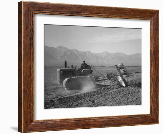 Benji Iguchi driving a tractor, Manzanar Relocation Center, California, 1943-Ansel Adams-Framed Photographic Print