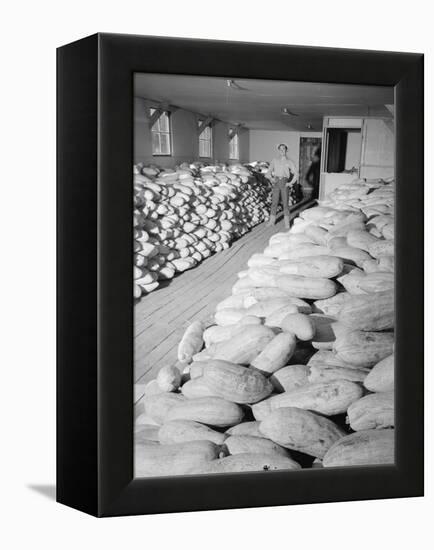 Benji Iguchi with squash, Manzanar Relocation Center, 1943-Ansel Adams-Framed Premier Image Canvas