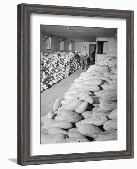 Benji Iguchi with squash, Manzanar Relocation Center, 1943-Ansel Adams-Framed Photographic Print