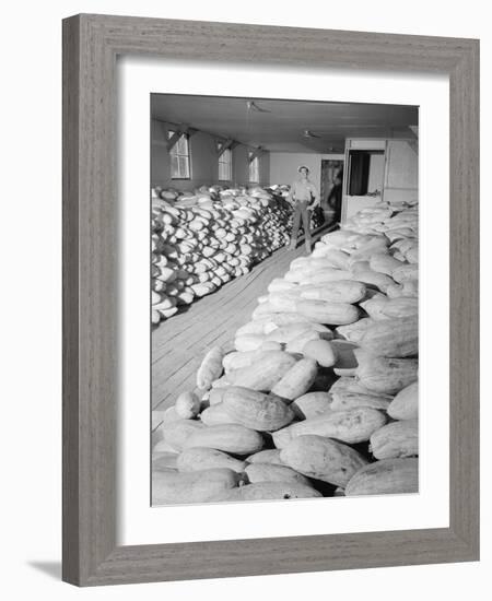 Benji Iguchi with squash, Manzanar Relocation Center, 1943-Ansel Adams-Framed Photographic Print