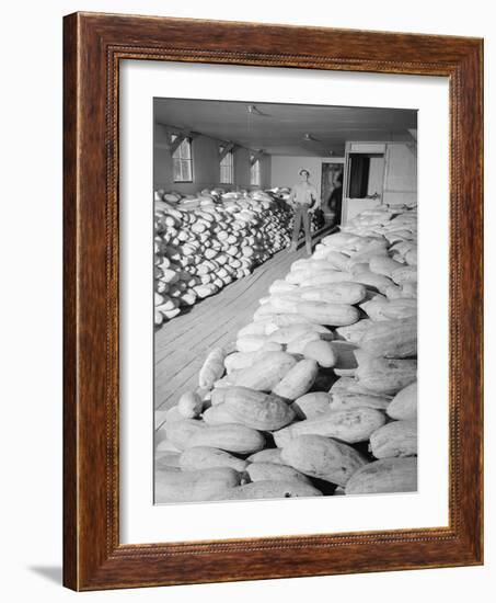 Benji Iguchi with squash, Manzanar Relocation Center, 1943-Ansel Adams-Framed Photographic Print