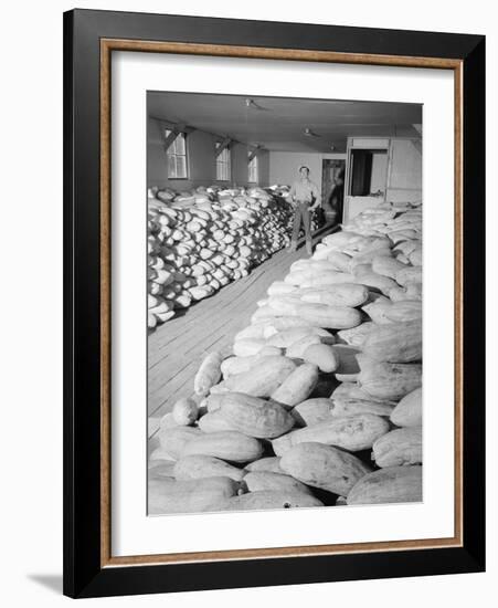 Benji Iguchi with squash, Manzanar Relocation Center, 1943-Ansel Adams-Framed Photographic Print