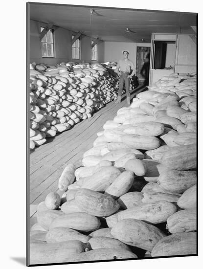 Benji Iguchi with squash, Manzanar Relocation Center, 1943-Ansel Adams-Mounted Photographic Print