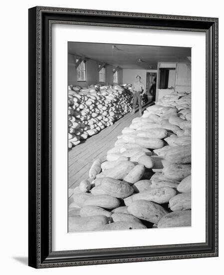 Benji Iguchi with squash, Manzanar Relocation Center, 1943-Ansel Adams-Framed Photographic Print