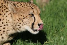 Cheetah-benshots-Mounted Photographic Print