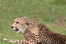 Cheetah-benshots-Framed Premier Image Canvas