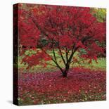 Prunus-Bent Rej-Stretched Canvas