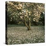 Prunus-Bent Rej-Stretched Canvas