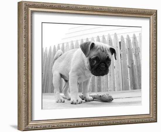 Bentley-Kim Levin-Framed Photographic Print