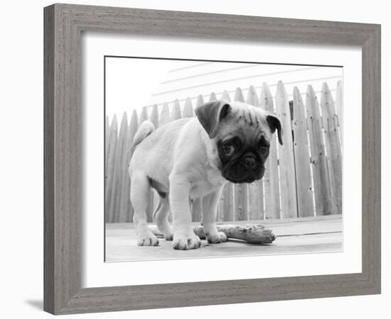 Bentley-Kim Levin-Framed Photographic Print