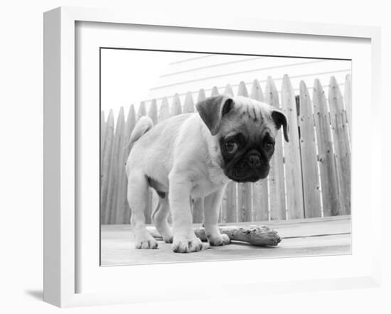 Bentley-Kim Levin-Framed Photographic Print