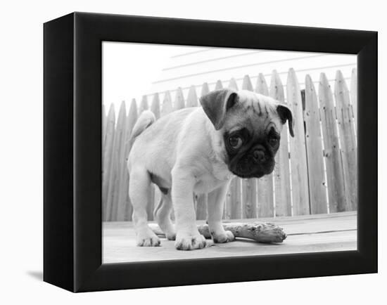 Bentley-Kim Levin-Framed Premier Image Canvas