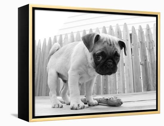 Bentley-Kim Levin-Framed Premier Image Canvas