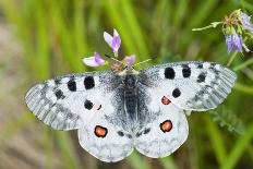 Apollo Butterfly (Parnassius Apollo) on Flowers, Fliess, Naturpark Kaunergrat, Tirol, Austria-Benvie-Framed Photographic Print