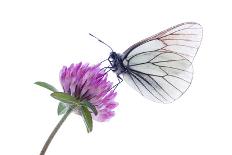 Apollo Butterfly (Parnassius Apollo) on Flowers, Fliess, Naturpark Kaunergrat, Tirol, Austria-Benvie-Framed Photographic Print