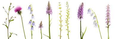 Meadow Flowers, Fleabane Thistle, Bearded Bellfower, Common Spotted Orchid, Twayblade, Austria-Benvie-Laminated Photographic Print