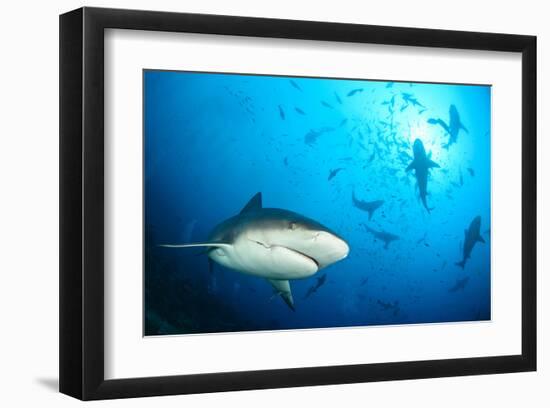 Beqa Shark Labs-null-Framed Art Print