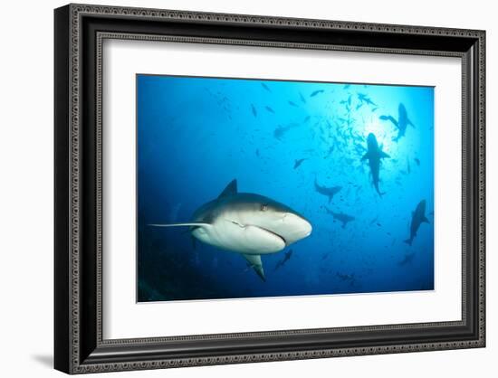 Beqa Shark Labs-null-Framed Art Print