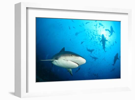 Beqa Shark Labs-null-Framed Art Print