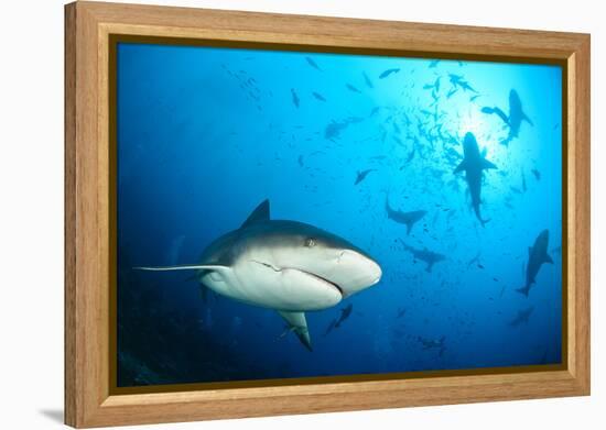Beqa Shark Labs-Alexander Safonov-Framed Premier Image Canvas