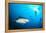 Beqa Shark Labs-Alexander Safonov-Framed Premier Image Canvas