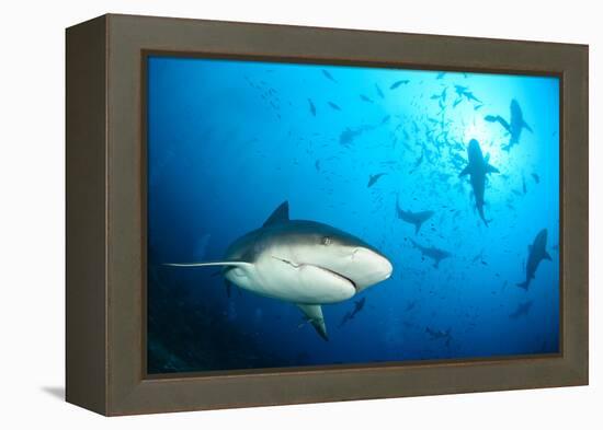 Beqa Shark Labs-Alexander Safonov-Framed Premier Image Canvas