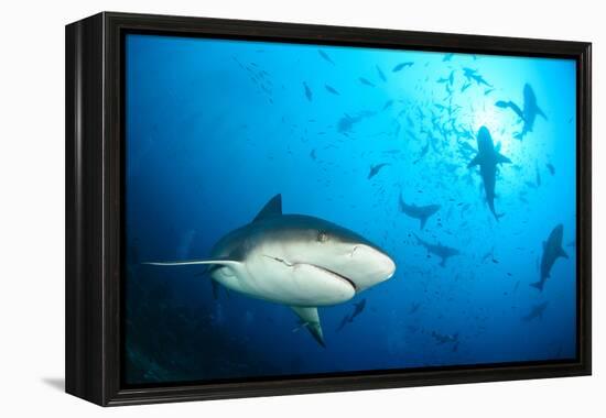 Beqa Shark Labs-Alexander Safonov-Framed Premier Image Canvas