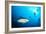 Beqa Shark Labs-Alexander Safonov-Framed Photographic Print