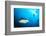 Beqa Shark Labs-Alexander Safonov-Framed Photographic Print