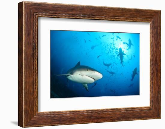 Beqa Shark Labs-Alexander Safonov-Framed Photographic Print