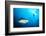 Beqa Shark Labs-Alexander Safonov-Framed Photographic Print