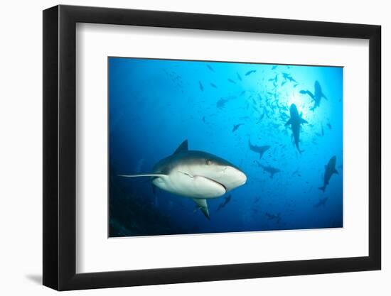 Beqa Shark Labs-Alexander Safonov-Framed Photographic Print