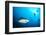 Beqa Shark Labs-Alexander Safonov-Framed Photographic Print