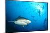 Beqa Shark Labs-Alexander Safonov-Mounted Photographic Print