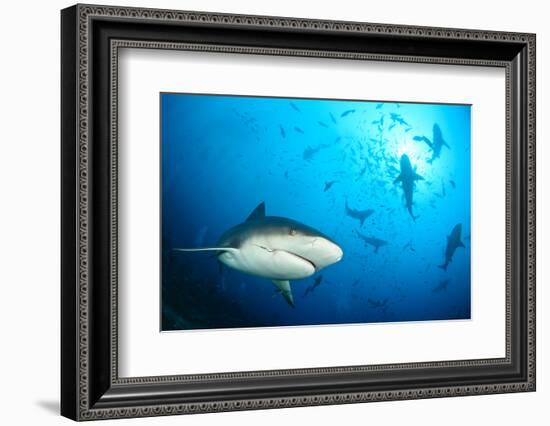 Beqa Shark Labs-Alexander Safonov-Framed Photographic Print