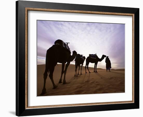 Berber Camel Leader with Three Camels in Erg Chebbi Sand Sea, Sahara Desert, Near Merzouga, Morocco-Lee Frost-Framed Photographic Print