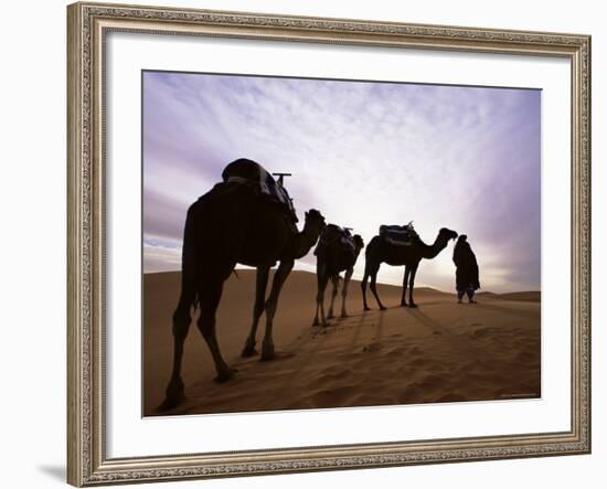 Berber Camel Leader with Three Camels in Erg Chebbi Sand Sea, Sahara Desert, Near Merzouga, Morocco-Lee Frost-Framed Photographic Print