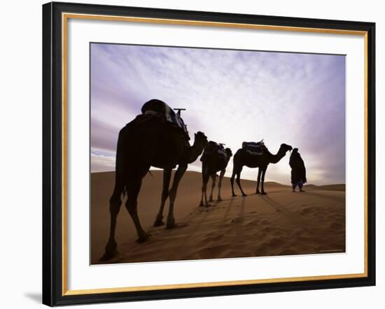 Berber Camel Leader with Three Camels in Erg Chebbi Sand Sea, Sahara Desert, Near Merzouga, Morocco-Lee Frost-Framed Photographic Print