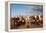 Berber Horsemen Lined Up for a Fantasia, Dades Valley, Morocco-null-Framed Stretched Canvas