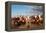 Berber Horsemen Lined Up for a Fantasia, Dades Valley, Morocco-null-Framed Stretched Canvas