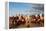 Berber Horsemen Lined Up for a Fantasia, Dades Valley, Morocco-null-Framed Stretched Canvas