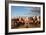 Berber Horsemen Lined Up for a Fantasia, Dades Valley, Morocco-null-Framed Photographic Print