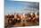 Berber Horsemen Lined Up for a Fantasia, Dades Valley, Morocco-null-Mounted Photographic Print