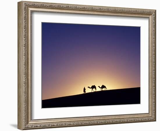 Berber Tribesman Leads His Two Camels Along the Top of Sand Dune in the Erg Chegaga, in the Sahara -Mark Hannaford-Framed Photographic Print