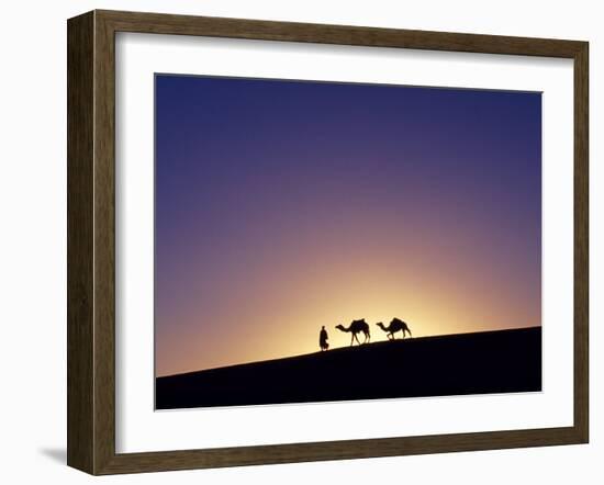 Berber Tribesman Leads His Two Camels Along the Top of Sand Dune in the Erg Chegaga, in the Sahara -Mark Hannaford-Framed Photographic Print