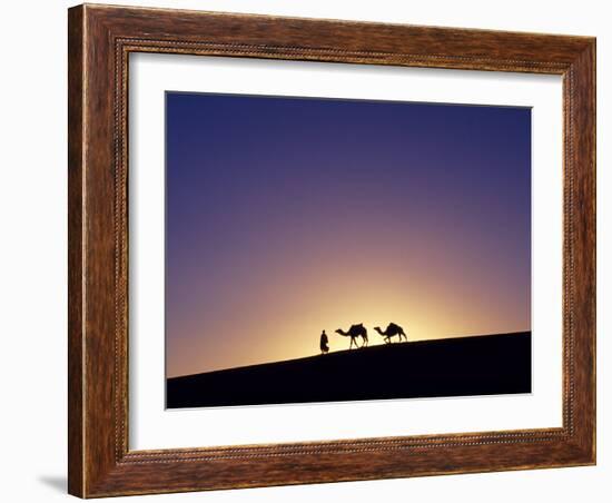 Berber Tribesman Leads His Two Camels Along the Top of Sand Dune in the Erg Chegaga, in the Sahara -Mark Hannaford-Framed Photographic Print