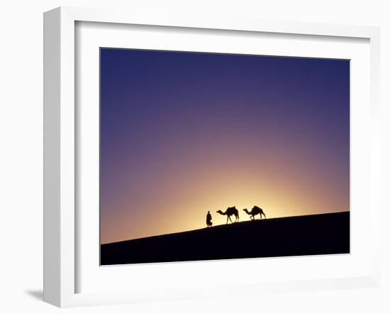 Berber Tribesman Leads His Two Camels Along the Top of Sand Dune in the Erg Chegaga, in the Sahara -Mark Hannaford-Framed Photographic Print