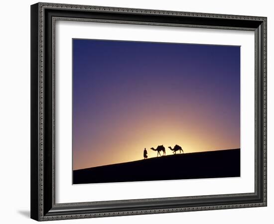 Berber Tribesman Leads His Two Camels Along the Top of Sand Dune in the Erg Chegaga, in the Sahara -Mark Hannaford-Framed Photographic Print