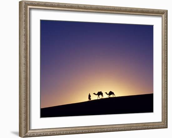 Berber Tribesman Leads His Two Camels Along the Top of Sand Dune in the Erg Chegaga, in the Sahara -Mark Hannaford-Framed Photographic Print